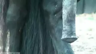 شاب مع حصان نيك عنيف